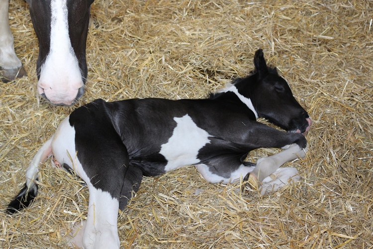 Missouri Foxtrotter Stutfohlen Tobiano black